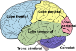 Brain_diagram_fr